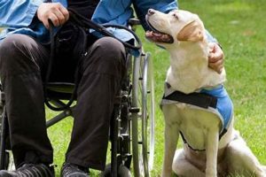 Essential Service Dogs for the Handicapped: A Guide My Caring Dog – Tips, Stories, and Care Guides for Loving Pet Owners Essential Service Dogs for the Handicapped: A Guide | My Caring Dog – Tips, Stories, and Care Guides for Loving Pet Owners