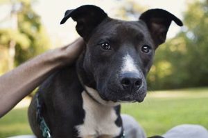 Dog Day Care Mebane | My Caring Dog – Tips, Stories, and Care Guides for Loving Pet Owners