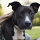 Dog Day Care Mebane | My Caring Dog – Tips, Stories, and Care Guides for Loving Pet Owners