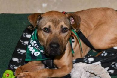 Best Dog Adoption Centers in Chicago, IL My Caring Dog – Tips, Stories, and Care Guides for Loving Pet Owners Best Dog Adoption Centers in Chicago, IL | My Caring Dog – Tips, Stories, and Care Guides for Loving Pet Owners
