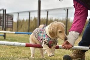 Service Dog Training Near Me Prices My Caring Dog – Tips, Stories, and Care Guides for Loving Pet Owners Service Dog Training Near Me Prices | My Caring Dog – Tips, Stories, and Care Guides for Loving Pet Owners