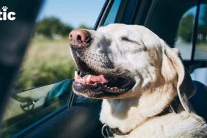 Best Car Sick Dog Drooling Treatments & Remedies My Caring Dog – Tips, Stories, and Care Guides for Loving Pet Owners Best Car Sick Dog Drooling Treatments & Remedies | My Caring Dog – Tips, Stories, and Care Guides for Loving Pet Owners