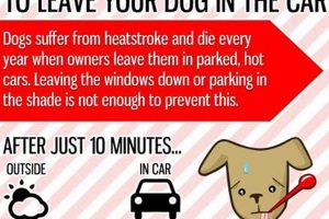 Is It Too Hot for Your Dog in the Car? Dangers & Tips My Caring Dog – Tips, Stories, and Care Guides for Loving Pet Owners Is It Too Hot for Your Dog in the Car? Dangers & Tips | My Caring Dog – Tips, Stories, and Care Guides for Loving Pet Owners