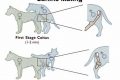 Understanding How Dogs Behave in Cars My Caring Dog – Tips, Stories, and Care Guides for Loving Pet Owners Understanding How Dogs Behave in Cars | My Caring Dog – Tips, Stories, and Care Guides for Loving Pet Owners