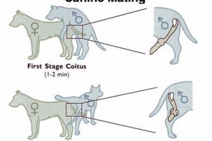 Understanding How Dogs Behave in Cars My Caring Dog – Tips, Stories, and Care Guides for Loving Pet Owners Understanding How Dogs Behave in Cars | My Caring Dog – Tips, Stories, and Care Guides for Loving Pet Owners