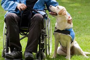 Expert Dog Training for Disabled Individuals: A Guide My Caring Dog – Tips, Stories, and Care Guides for Loving Pet Owners Expert Dog Training for Disabled Individuals: A Guide | My Caring Dog – Tips, Stories, and Care Guides for Loving Pet Owners