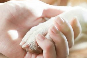 End Of Life Care Dogs My Caring Dog – Tips, Stories, and Care Guides for Loving Pet Owners End Of Life Care Dogs | My Caring Dog – Tips, Stories, and Care Guides for Loving Pet Owners