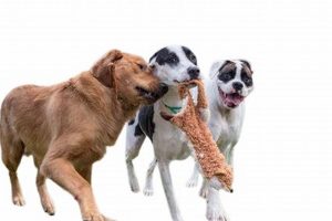 Best Dog Day Care in Orange County | Top Kennels My Caring Dog – Tips, Stories, and Care Guides for Loving Pet Owners Best Dog Day Care in Orange County | Top Kennels | My Caring Dog – Tips, Stories, and Care Guides for Loving Pet Owners