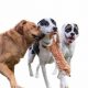 Best Dog Day Care in Orange County | Top Kennels | My Caring Dog – Tips, Stories, and Care Guides for Loving Pet Owners