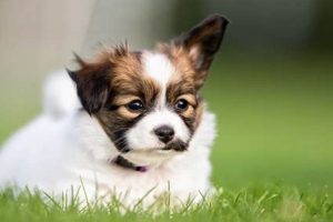 Top 5 Easiest Dog Breeds to Own and Care For My Caring Dog – Tips, Stories, and Care Guides for Loving Pet Owners Top 5 Easiest Dog Breeds to Own and Care For | My Caring Dog – Tips, Stories, and Care Guides for Loving Pet Owners