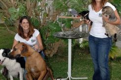Best Dog Day Care in Kailua, HI | Top Kennels My Caring Dog – Tips, Stories, and Care Guides for Loving Pet Owners Best Dog Day Care in Kailua, HI | Top Kennels | My Caring Dog – Tips, Stories, and Care Guides for Loving Pet Owners