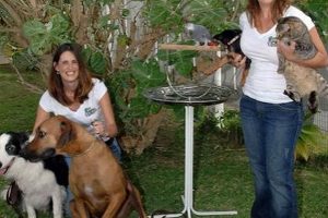 Best Dog Day Care in Kailua, HI | Top Kennels My Caring Dog – Tips, Stories, and Care Guides for Loving Pet Owners Best Dog Day Care in Kailua, HI | Top Kennels | My Caring Dog – Tips, Stories, and Care Guides for Loving Pet Owners