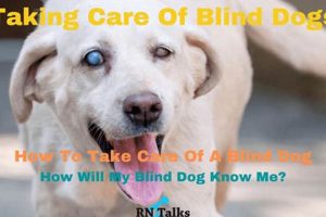 Expert Guide: Caring for a Blind Dog with Love My Caring Dog – Tips, Stories, and Care Guides for Loving Pet Owners Expert Guide: Caring for a Blind Dog with Love | My Caring Dog – Tips, Stories, and Care Guides for Loving Pet Owners