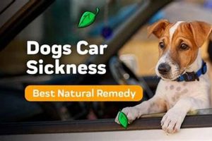 Best Natural Remedies for Dog Car Sickness Relief My Caring Dog – Tips, Stories, and Care Guides for Loving Pet Owners Best Natural Remedies for Dog Car Sickness Relief | My Caring Dog – Tips, Stories, and Care Guides for Loving Pet Owners