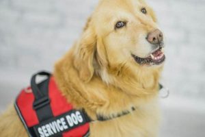 Best Heart Service Dogs: A Complete Guide My Caring Dog – Tips, Stories, and Care Guides for Loving Pet Owners Best Heart Service Dogs: A Complete Guide | My Caring Dog – Tips, Stories, and Care Guides for Loving Pet Owners
