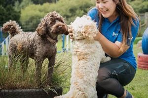 Best Dog Day Care in Hemel Hempstead | Top Kennels My Caring Dog – Tips, Stories, and Care Guides for Loving Pet Owners Best Dog Day Care in Hemel Hempstead | Top Kennels | My Caring Dog – Tips, Stories, and Care Guides for Loving Pet Owners