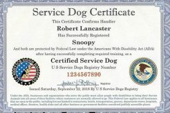 Service Dog Training Online My Caring Dog – Tips, Stories, and Care Guides for Loving Pet Owners Service Dog Training Online | My Caring Dog – Tips, Stories, and Care Guides for Loving Pet Owners