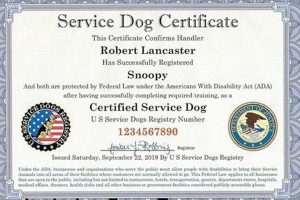 Service Dog Training Online My Caring Dog – Tips, Stories, and Care Guides for Loving Pet Owners Service Dog Training Online | My Caring Dog – Tips, Stories, and Care Guides for Loving Pet Owners