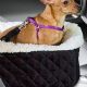 Top Small Dog Car Seats for Safe Travels | My Caring Dog – Tips, Stories, and Care Guides for Loving Pet Owners