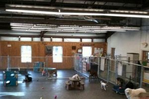 Dog Day Care Warren | My Caring Dog – Tips, Stories, and Care Guides for Loving Pet Owners