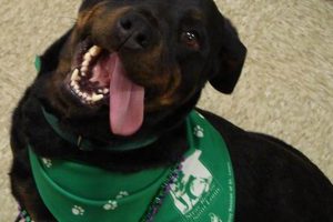 Find Your Furry Friend: St. Louis Dog Adoption My Caring Dog – Tips, Stories, and Care Guides for Loving Pet Owners Find Your Furry Friend: St. Louis Dog Adoption | My Caring Dog – Tips, Stories, and Care Guides for Loving Pet Owners