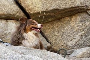 Top-Rated "Because We Care" Dog & Cat Grooming Services My Caring Dog – Tips, Stories, and Care Guides for Loving Pet Owners Top-Rated "Because We Care" Dog & Cat Grooming Services | My Caring Dog – Tips, Stories, and Care Guides for Loving Pet Owners