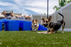 Best Dog Day Care in Cannock: Top Centers My Caring Dog – Tips, Stories, and Care Guides for Loving Pet Owners Best Dog Day Care in Cannock: Top Centers | My Caring Dog – Tips, Stories, and Care Guides for Loving Pet Owners