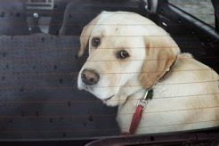 Best Car Sickness Medicine for Dogs: Vet Guide My Caring Dog – Tips, Stories, and Care Guides for Loving Pet Owners Best Car Sickness Medicine for Dogs: Vet Guide | My Caring Dog – Tips, Stories, and Care Guides for Loving Pet Owners
