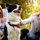 Best Car Accessories for Dogs with People | My Caring Dog – Tips, Stories, and Care Guides for Loving Pet Owners