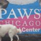 Best Chicago Pet Shelters: Adopt a Dog Today! | My Caring Dog – Tips, Stories, and Care Guides for Loving Pet Owners