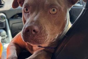 Chicago Dog Rescue: Adopt, Don't Shop My Caring Dog – Tips, Stories, and Care Guides for Loving Pet Owners Chicago Dog Rescue: Adopt, Don't Shop | My Caring Dog – Tips, Stories, and Care Guides for Loving Pet Owners