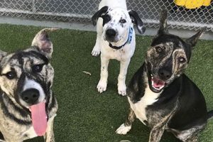 Best Dog Day Care in Camarillo: Top Choices My Caring Dog – Tips, Stories, and Care Guides for Loving Pet Owners Best Dog Day Care in Camarillo: Top Choices | My Caring Dog – Tips, Stories, and Care Guides for Loving Pet Owners