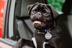 Dog Car Training: Easy Tips & Tricks My Caring Dog – Tips, Stories, and Care Guides for Loving Pet Owners Dog Car Training: Easy Tips & Tricks | My Caring Dog – Tips, Stories, and Care Guides for Loving Pet Owners