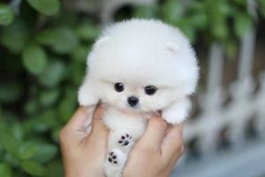 Teacup Dog Care: Easy or Demanding? My Caring Dog – Tips, Stories, and Care Guides for Loving Pet Owners Teacup Dog Care: Easy or Demanding? | My Caring Dog – Tips, Stories, and Care Guides for Loving Pet Owners