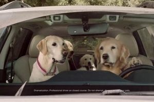Subaru Dog Car Wash Ads: Cutest Commercials Ever! My Caring Dog – Tips, Stories, and Care Guides for Loving Pet Owners Subaru Dog Car Wash Ads: Cutest Commercials Ever! | My Caring Dog – Tips, Stories, and Care Guides for Loving Pet Owners