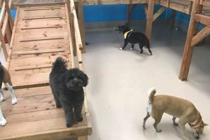 Best Dog Day Care in Maui: Top Choices My Caring Dog – Tips, Stories, and Care Guides for Loving Pet Owners Best Dog Day Care in Maui: Top Choices | My Caring Dog – Tips, Stories, and Care Guides for Loving Pet Owners