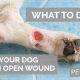 Dog Wound Care | My Caring Dog – Tips, Stories, and Care Guides for Loving Pet Owners