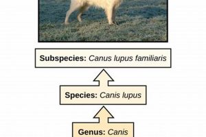 Mastering the Canine Domain: Car Dog Essentials My Caring Dog – Tips, Stories, and Care Guides for Loving Pet Owners Mastering the Canine Domain: Car Dog Essentials | My Caring Dog – Tips, Stories, and Care Guides for Loving Pet Owners