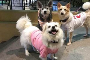 Find Your Furry Friend: CARA Dog Adoption My Caring Dog – Tips, Stories, and Care Guides for Loving Pet Owners Find Your Furry Friend: CARA Dog Adoption | My Caring Dog – Tips, Stories, and Care Guides for Loving Pet Owners
