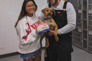 Best Animal Shelter in Morton Grove, IL | Adopt My Caring Dog – Tips, Stories, and Care Guides for Loving Pet Owners Best Animal Shelter in Morton Grove, IL | Adopt | My Caring Dog – Tips, Stories, and Care Guides for Loving Pet Owners