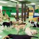 Top Dog Day Care in San Francisco: Best Options | My Caring Dog – Tips, Stories, and Care Guides for Loving Pet Owners