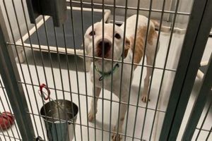 Adopt, Don't Shop: Evanston Animal Shelter IL My Caring Dog – Tips, Stories, and Care Guides for Loving Pet Owners Adopt, Don't Shop: Evanston Animal Shelter IL | My Caring Dog – Tips, Stories, and Care Guides for Loving Pet Owners