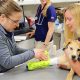 Dog Urgent Care Near Me | My Caring Dog – Tips, Stories, and Care Guides for Loving Pet Owners