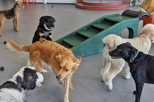 Top Dog Day Care in Las Vegas: Best Options My Caring Dog – Tips, Stories, and Care Guides for Loving Pet Owners Top Dog Day Care in Las Vegas: Best Options | My Caring Dog – Tips, Stories, and Care Guides for Loving Pet Owners