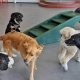 Top Dog Day Care in Las Vegas: Best Options | My Caring Dog – Tips, Stories, and Care Guides for Loving Pet Owners
