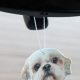 Car Air Freshener Dog | My Caring Dog – Tips, Stories, and Care Guides for Loving Pet Owners