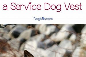 Find & Train Your Service Dog: A Guide My Caring Dog – Tips, Stories, and Care Guides for Loving Pet Owners Find & Train Your Service Dog: A Guide | My Caring Dog – Tips, Stories, and Care Guides for Loving Pet Owners
