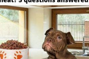 Does Dry Dog Food Spoil in Hot Cars? Dangers & Safety My Caring Dog – Tips, Stories, and Care Guides for Loving Pet Owners Does Dry Dog Food Spoil in Hot Cars? Dangers & Safety | My Caring Dog – Tips, Stories, and Care Guides for Loving Pet Owners