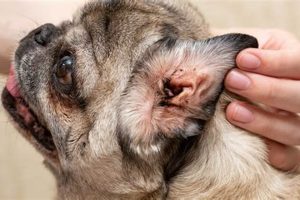 Dog Ear Infection Care: A Complete Guide My Caring Dog – Tips, Stories, and Care Guides for Loving Pet Owners Dog Ear Infection Care: A Complete Guide | My Caring Dog – Tips, Stories, and Care Guides for Loving Pet Owners