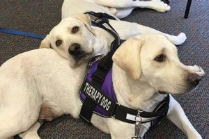 The Best Lab Therapy Dogs for Your Car My Caring Dog – Tips, Stories, and Care Guides for Loving Pet Owners The Best Lab Therapy Dogs for Your Car | My Caring Dog – Tips, Stories, and Care Guides for Loving Pet Owners